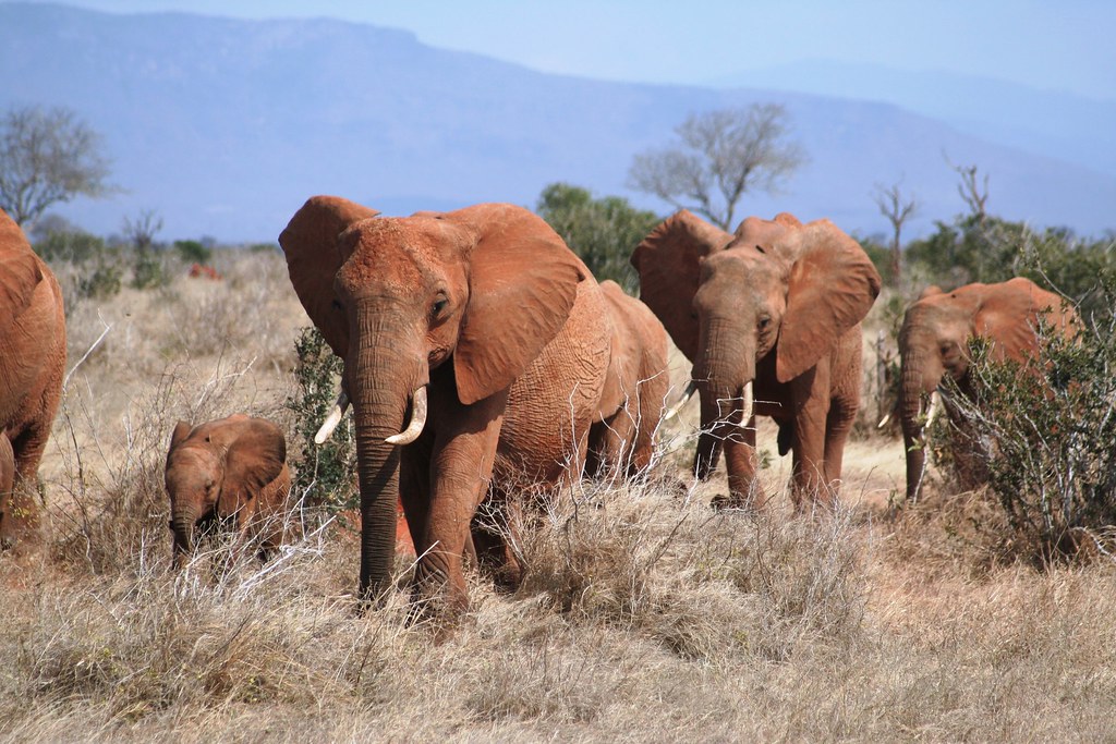 Safari vehicle with cheetahs on the Kenyan savannah